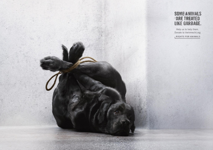 Foundation Tier im Recht: Dog