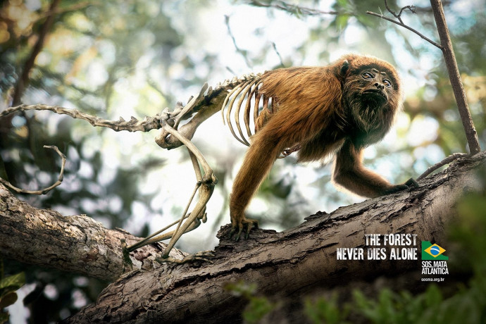 SOS Mata Atlantica: Monkey