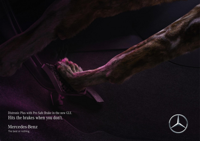 Mercedes: Wild dog saves wild dog