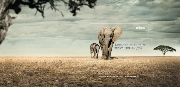 MBNA: Expires - Elephant