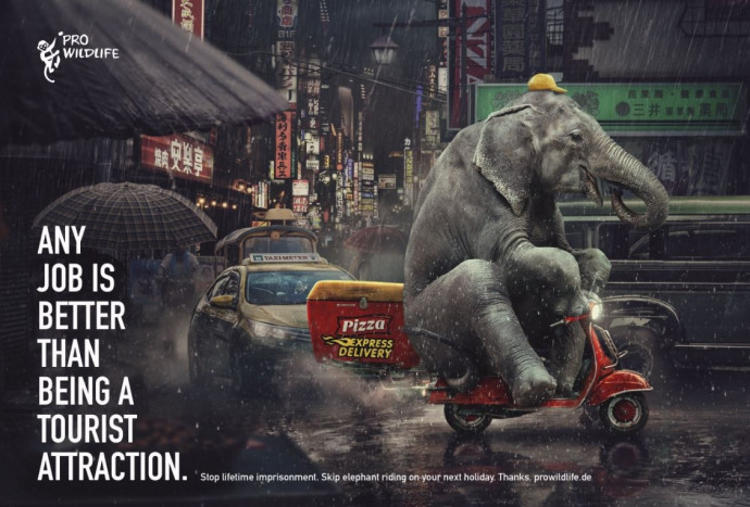 Pro Wildlife: Elephant