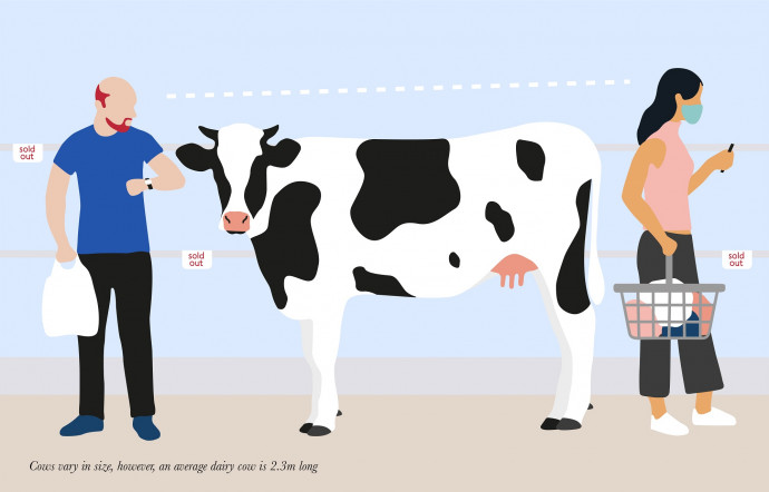 Free The Birds: #SocialDistancing (Dairy Cow)