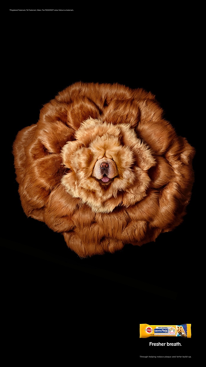 Pedigree: Chow Chow Blossom