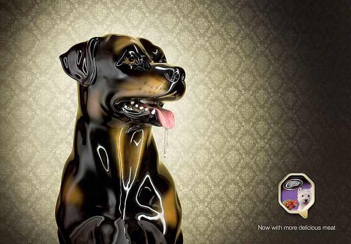 Cesar: Rottweiler