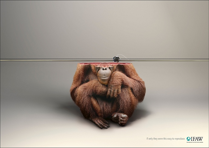 International Fund for Animal Welfare: Orangutan